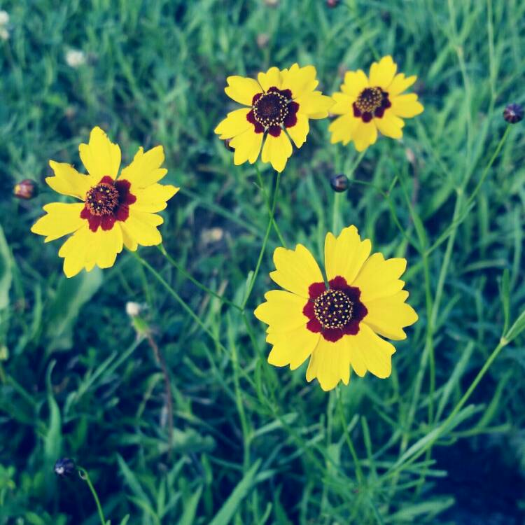 Plant image Coreopsis tinctoria