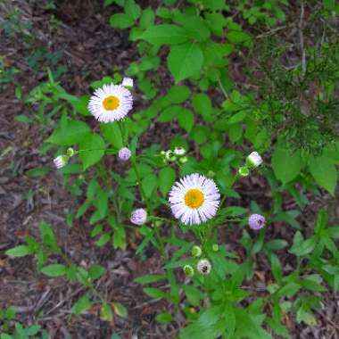 Erigeron karvinskianus