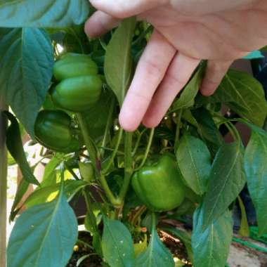 Capsicum 'Bonnie Bell' Red