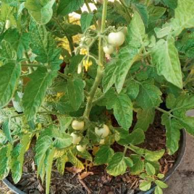 Solanum Lycopersicum var. cerasiforme 'Husky Cherry Red'