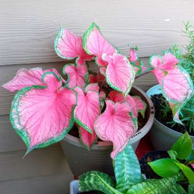 Caladium hortulanum 'Pink Cloud'