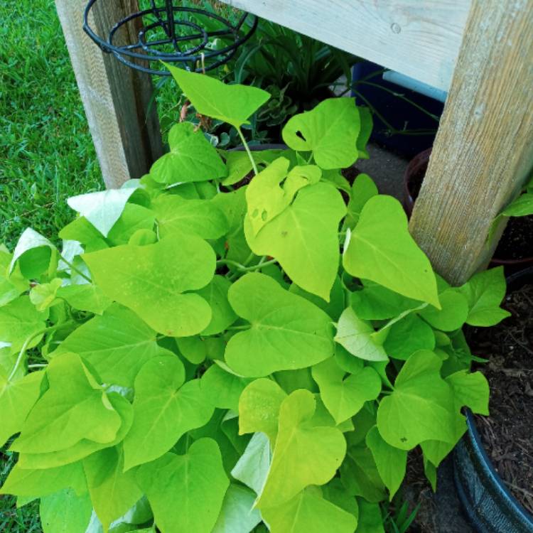 Plant image Ipomoea batatas ‘Marguerite'