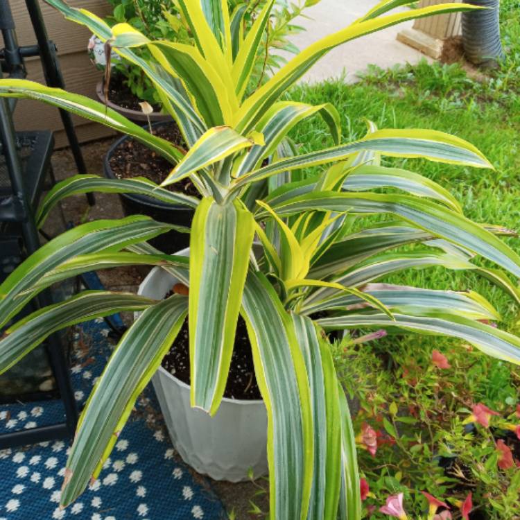 Plant image Dracaena deremensis 'Lemon Surprise'