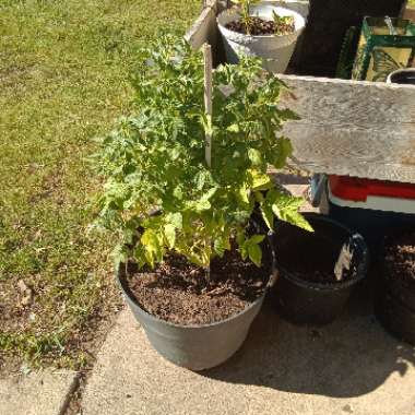 Solanum Lycopersicum var. cerasiforme 'Husky Cherry Red'