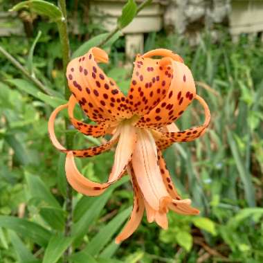 Lily (Species) Tiger Lily