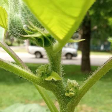 Sunflower 'Teddy Bear'