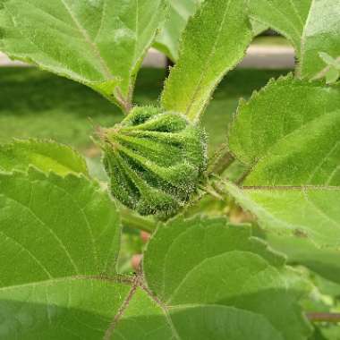 Sunflower 'Teddy Bear'