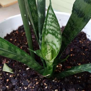 Snake Plant