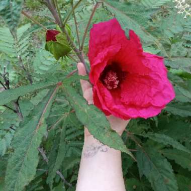 Rose Mallow 'Summerific Cranberry Crush'