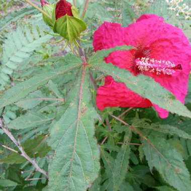 Rose Mallow 'Summerific Cranberry Crush'