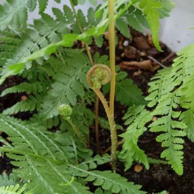 Giant Sword Fern