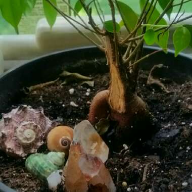 Ficus microcarpa 'Ginseng'