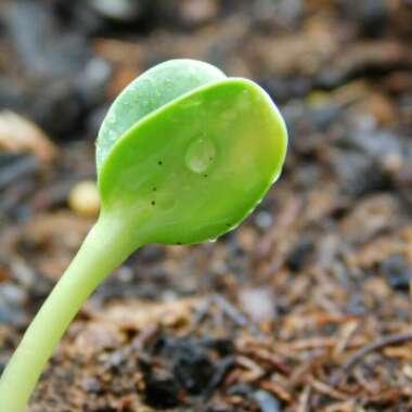 Cucumis Sativus 'Muncher'