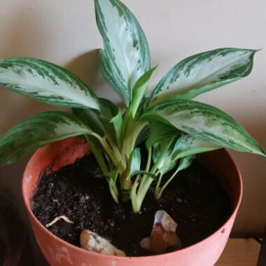 Aglaonema 'Silver Queen' ; Aglaonema commutatum 'Silver Queen'  ; Aglaonema nitidum 'Silver Queen'