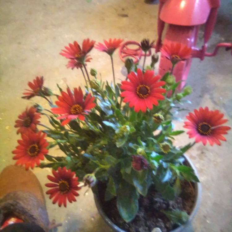 Plant image Osteospermum ecklonis 'Zion Red'