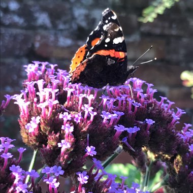 Jacqueline's garden