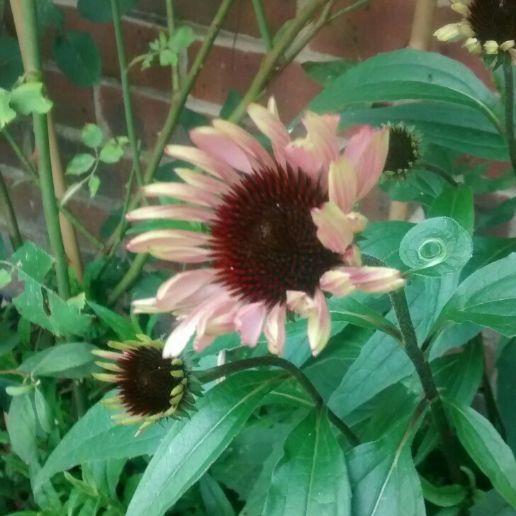 Plant image Echinacea purpurea 'Hope' (Prairie Pillars Series)