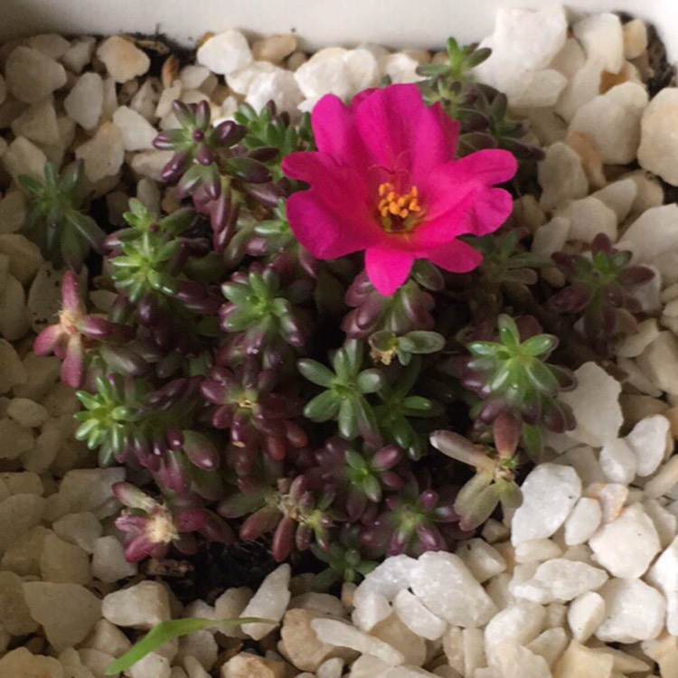 Plant image Portulaca gilliesii