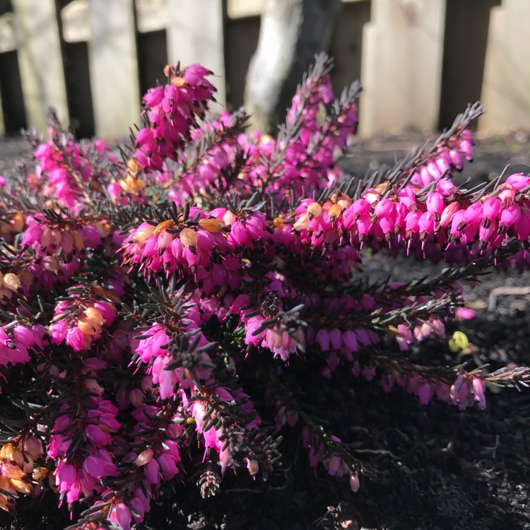 Plant image Erica x darleyensis 'Kramer's Rote' syn. Erica x darleyensis 'Kramer's Red'