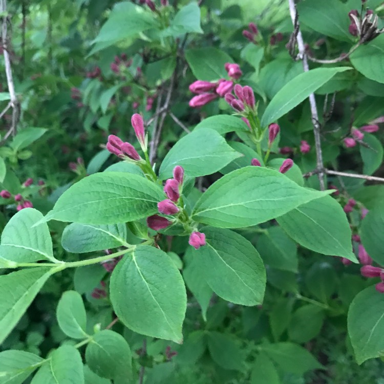 Plant image Kolkwitzia amabilis