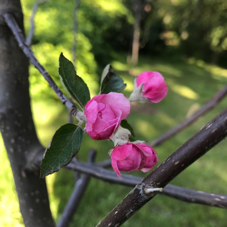 Plant image Malus 'Branzam' syn. Malus 'Brandywine'