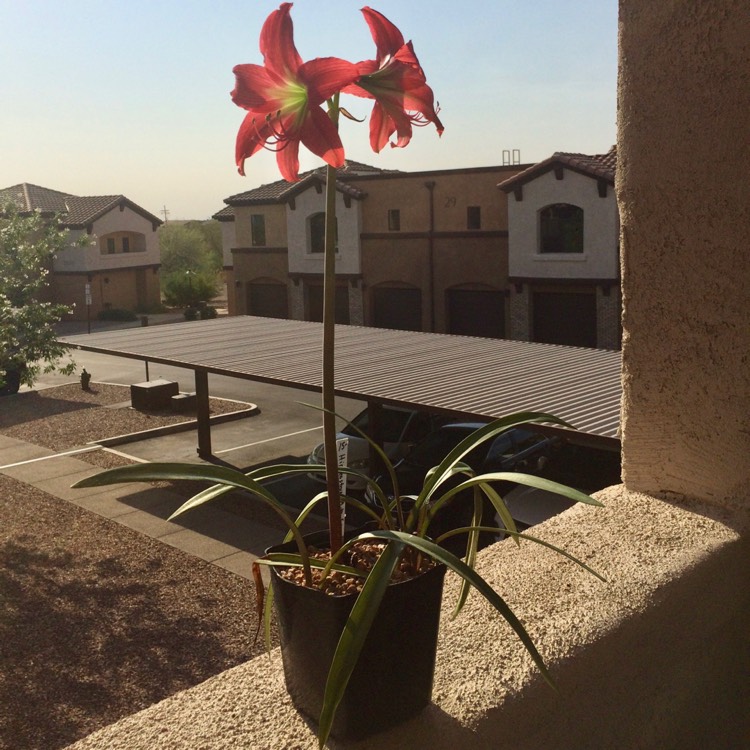 Plant image Hippeastrum 'Ferrari'