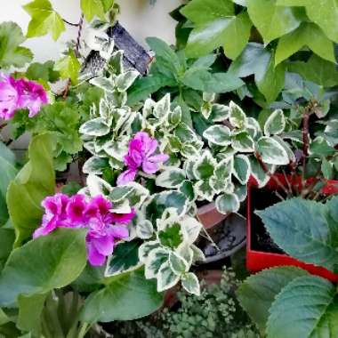 Vinca major 'Variegata'