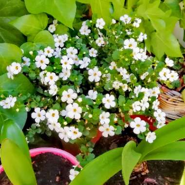 Sutera cordata 'Snowflake' syn. Bacopa cordata 'Snowflake'