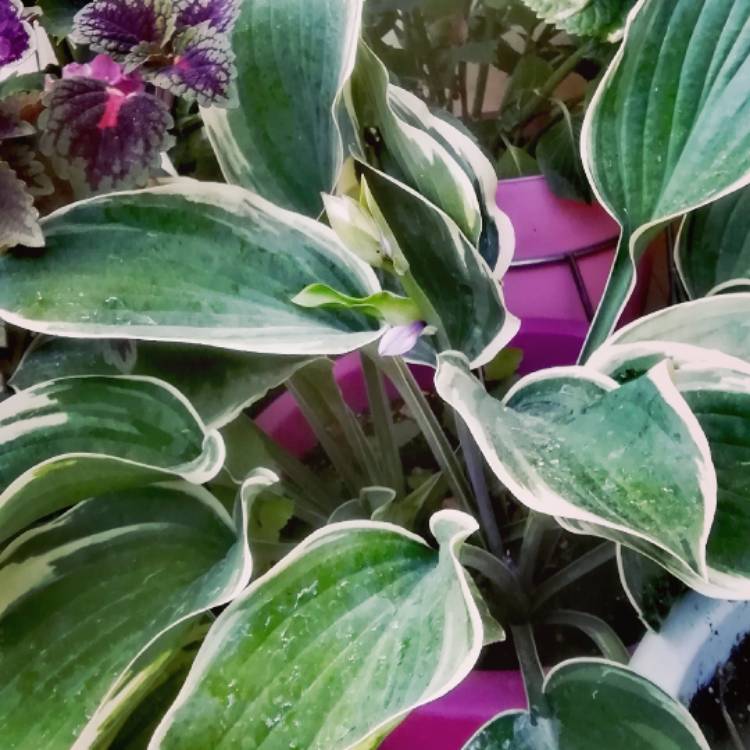 Plant image Hosta 'Patriot'