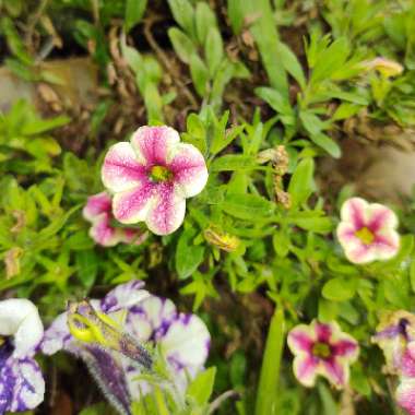 Calibrachoa 'Hula Orange'