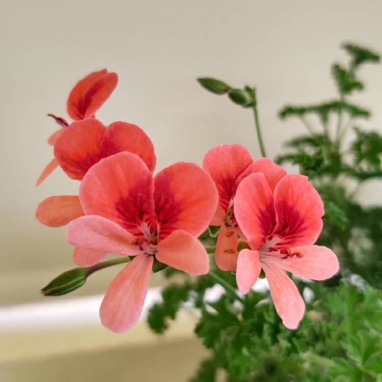 Plant image Pelargonium capitatum