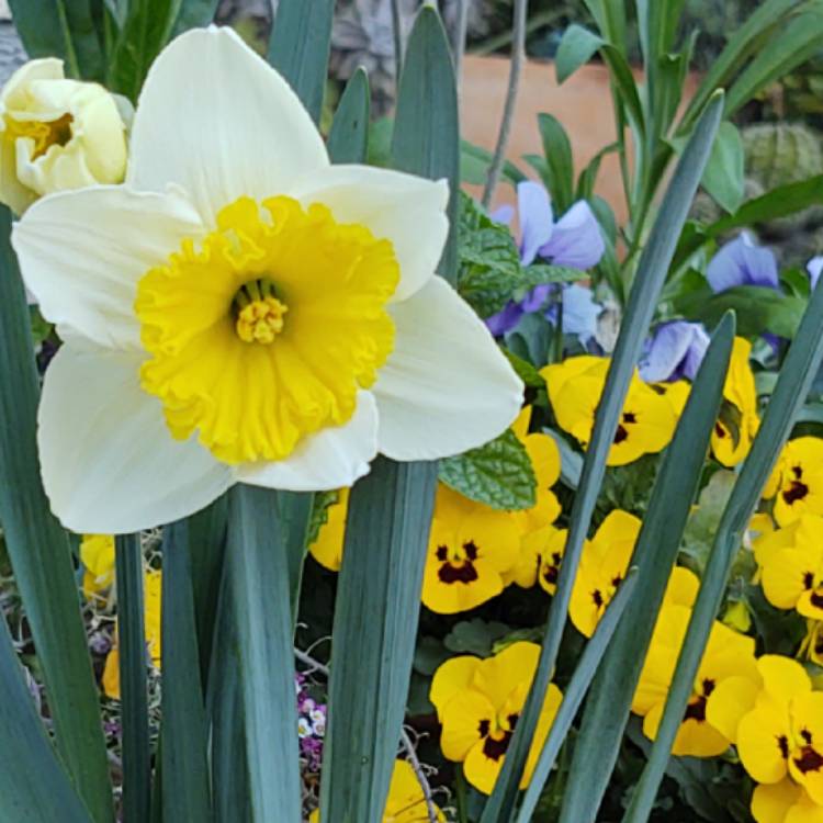 Plant image Narcissus 'Ice Follies'