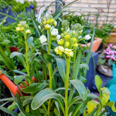 Matthiola Incana  syn. Matthiola incana 'Brompton' ;  Matthiola arborescens