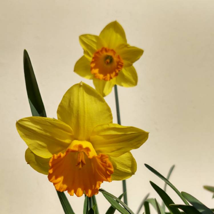 Plant image Narcissus 'Dutch Master'