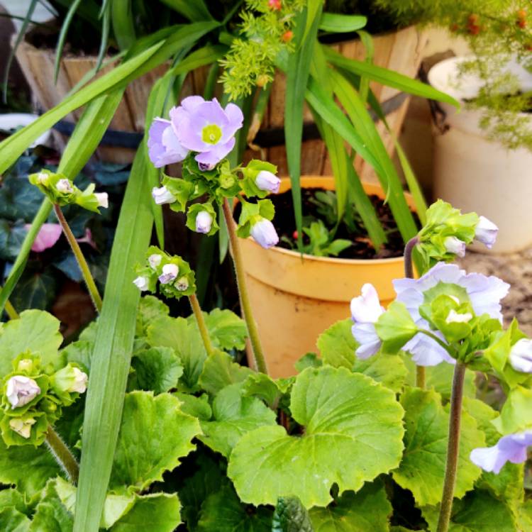 Plant image Primula obconica