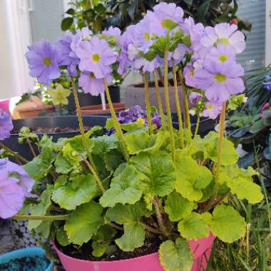 Primula obconica