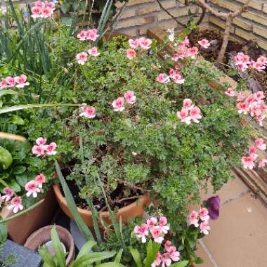 Pelargonium capitatum