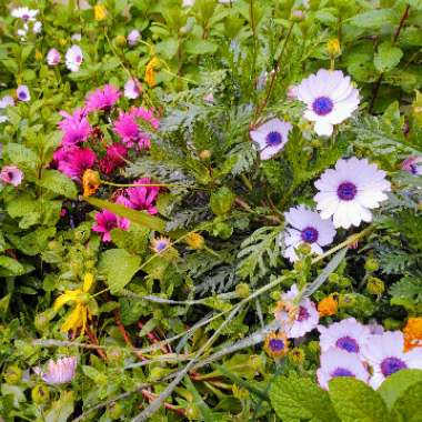 Osteospermum