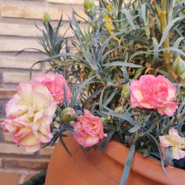 Dianthus Sunflor® 'Luigi'