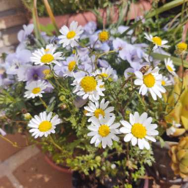 Chrysanthemum Paludosum 'Chalet'