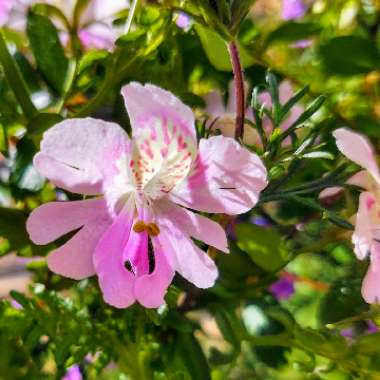 Schizanthus pinnatus