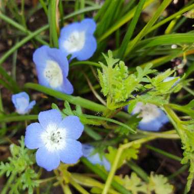 Nemophila menziesii