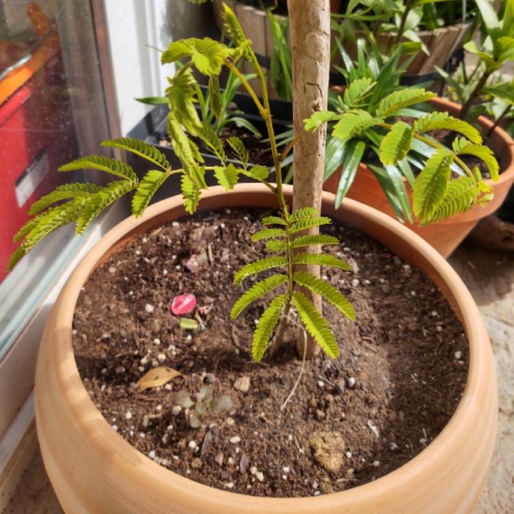 Plant image Albizia julibrissin