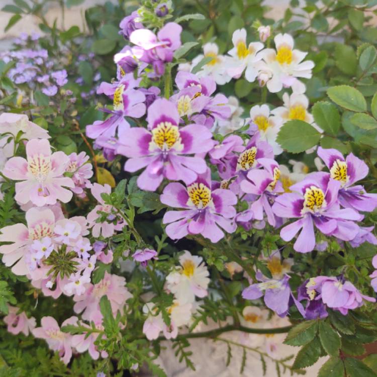 Plant image Schizanthus pinnatus