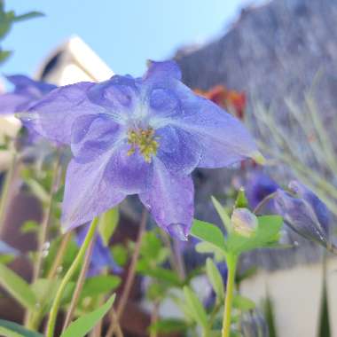 Aquilegia alpina