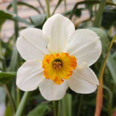 Narcissus 'Professor Einstein'