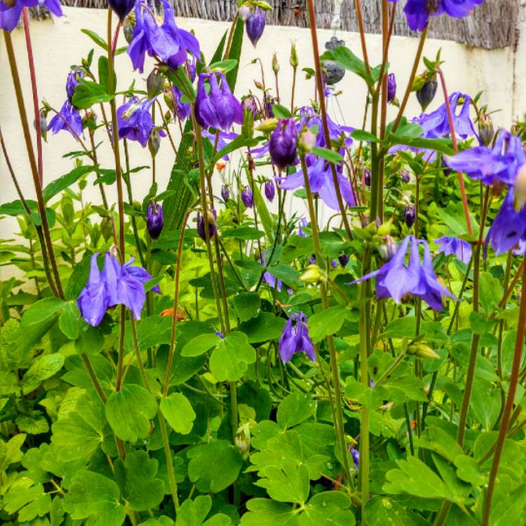 Plant image Aquilegia alpina