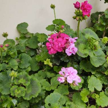 Pelargonium