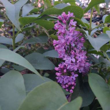 Syringa