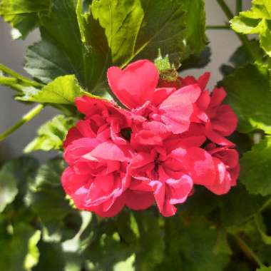 Pelargonium